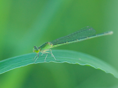 Paracercion hieroglyphicum