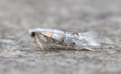 Phyllonorycter tiliacella