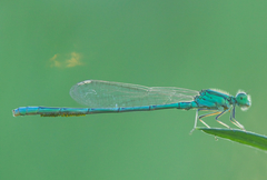 Paracercion hieroglyphicum