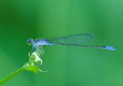 Paracercion calamorum