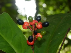 Ouratea crassinervia