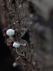 Mycena piringa