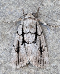 Sympistis dinalda