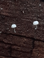 Mycena piringa