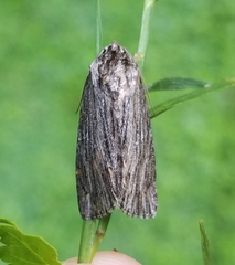 Acronicta lithospila