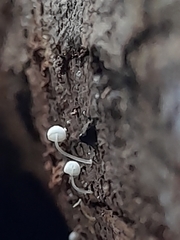 Mycena piringa