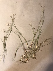 Juncus pelocarpus