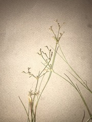 Juncus pelocarpus