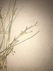 Juncus pelocarpus
