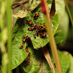 Tropidothorax sinensis