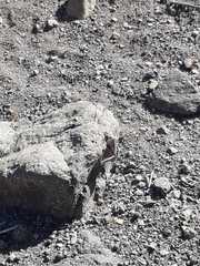 Battus polydamas psittacus