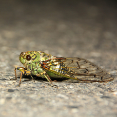 Macrosemia kareisana