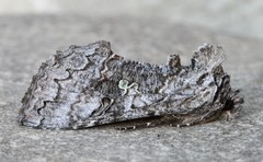 Syngrapha viridisigma