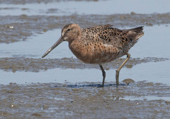 Limnodromus griseus caurinus