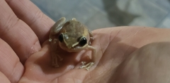 Eleutherodactylus coqui