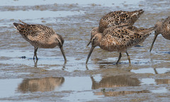 Limnodromus griseus caurinus