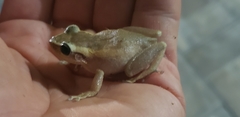 Eleutherodactylus coqui