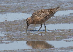 Limnodromus griseus caurinus
