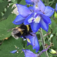 Bombus cryptarum