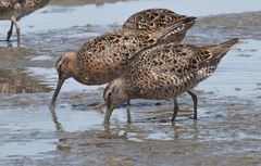 Limnodromus griseus caurinus