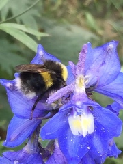 Bombus cryptarum