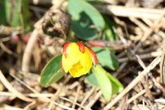 Chamaecrista rotundifolia