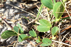 Chamaecrista rotundifolia
