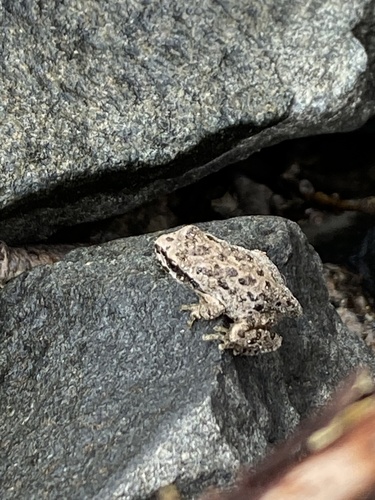iNaturalist observation photo of Pacific chorus frog