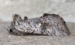 Syngrapha viridisigma