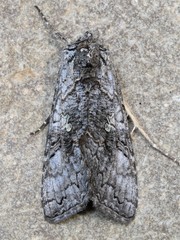 Syngrapha viridisigma