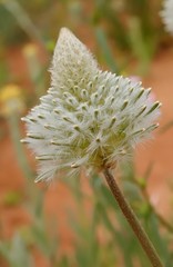 Ptilotus xerophilus