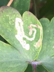 Phytomyza aquilegivora