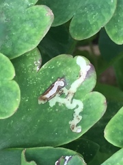 Phytomyza aquilegivora