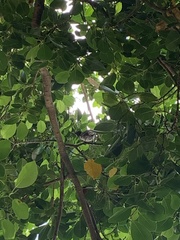 Pachycephala tenebrosa