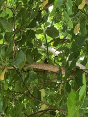 Pachycephala tenebrosa