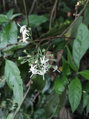 Tarenna mollissima