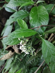 Tarenna mollissima