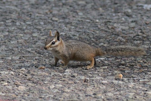 Cliff Chipmunk