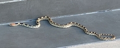 Pituophis