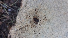 Eumesosoma