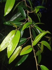 Ficus pertusa