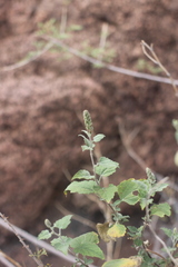 Ambrosia cordifolia