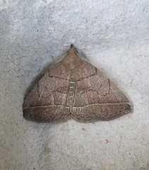 Zanclognatha obscuripennis