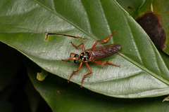 Smeryngolaphria