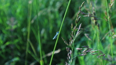 Enallagma cyathigerum