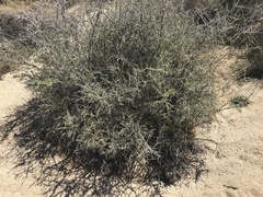 Coleogyne ramosissima