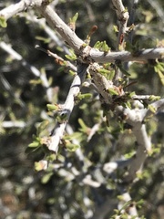 Coleogyne ramosissima