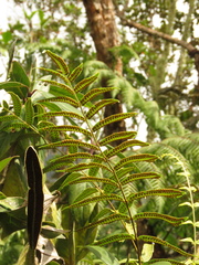 Serpocaulon sessilifolium