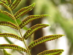 Serpocaulon sessilifolium
