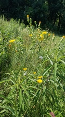 Sonchus arvensis uliginosus